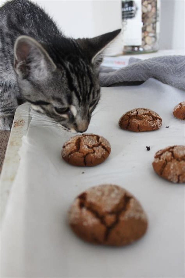 Are Molasses Cookies Bad For Dogs