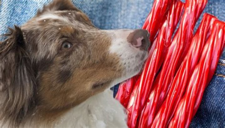 Can Dogs Have Red Licorice
