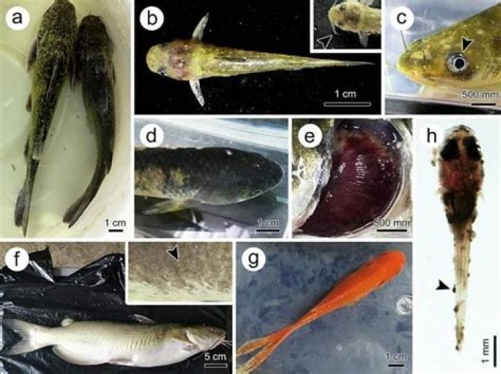Can Humans Get Ich Fish Disease