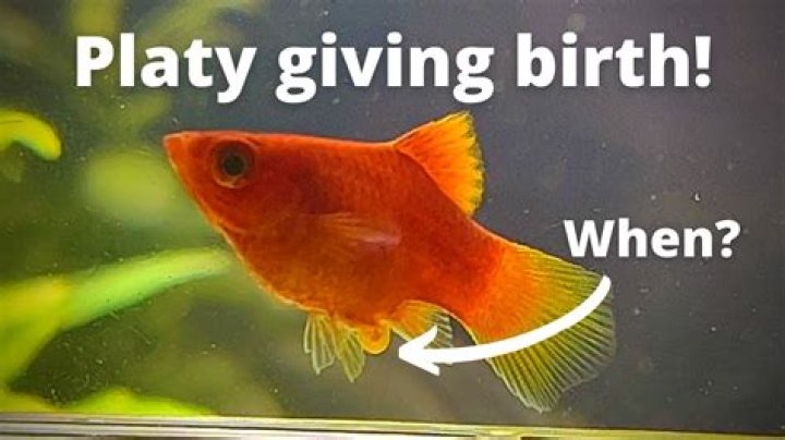 How Long Are Platy Fish Pregnant