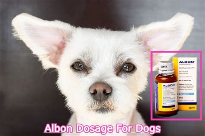 How To Make Albon For Dogs