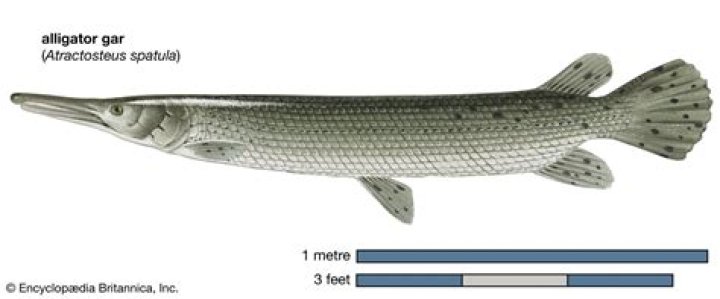 Question: Are There Any Alligator Gar Fish In Georgia