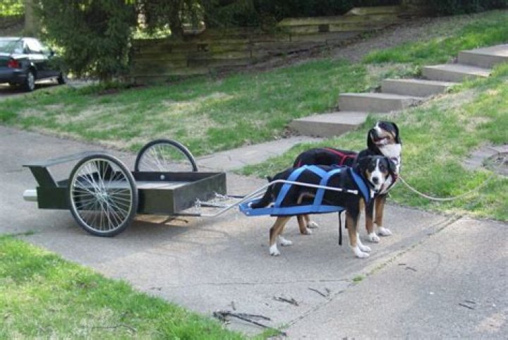 Question: How To Build And Train A Cart Pulling Dog