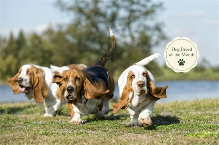 Question: How To Keep A Hound Dog Busy