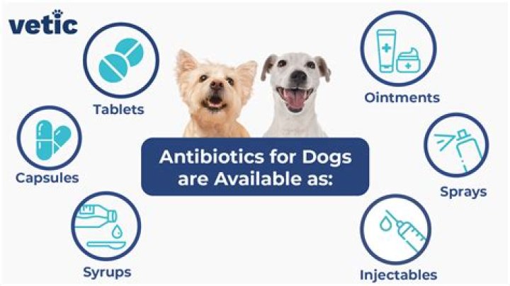 Quick Answer: Can Humans Take Dog Antibiotics