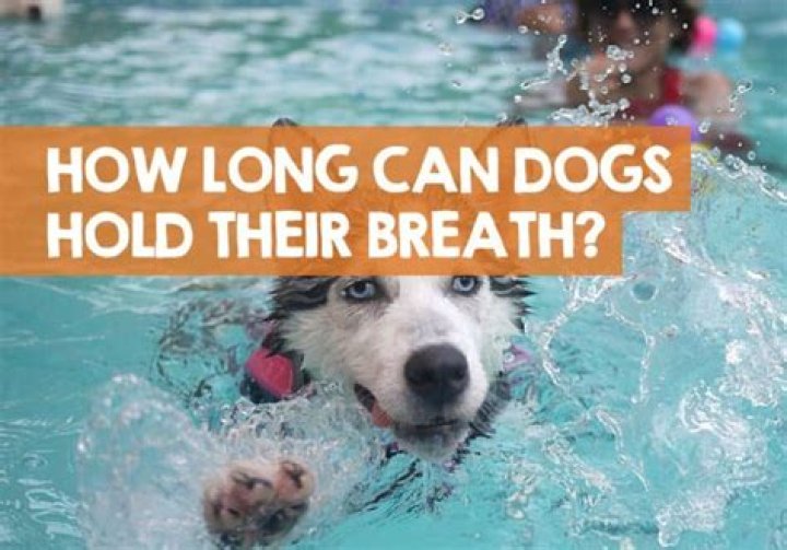 Quick Answer: How Long Can Dogs Hold Their Breath For