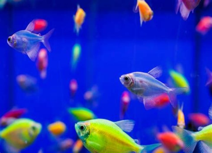 Quick Answer: How Long Can Glow Tetra Fish Go Without Food
