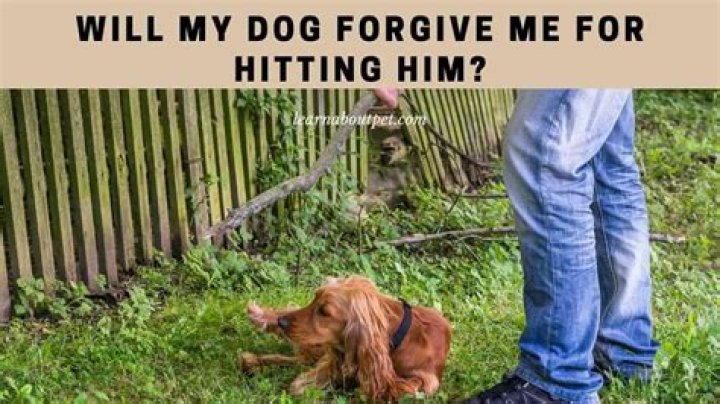 Quick Answer: Will My Dog Forgive Me For Hitting Him