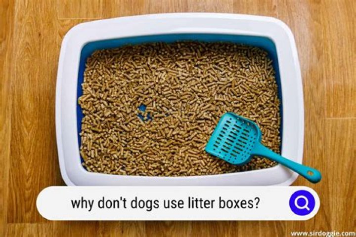 Why Do Dogs Not Use Litter Boxes