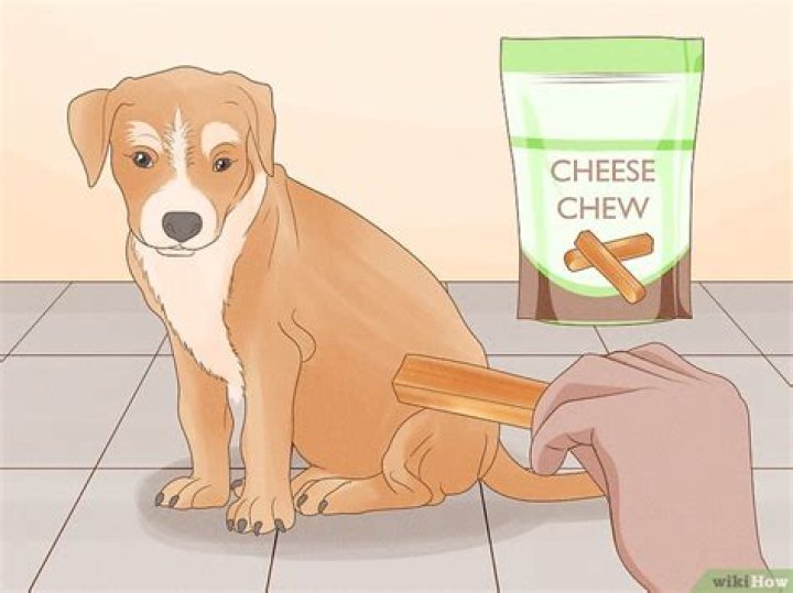 Will Hot Sauce Stop A Dog From Chewing